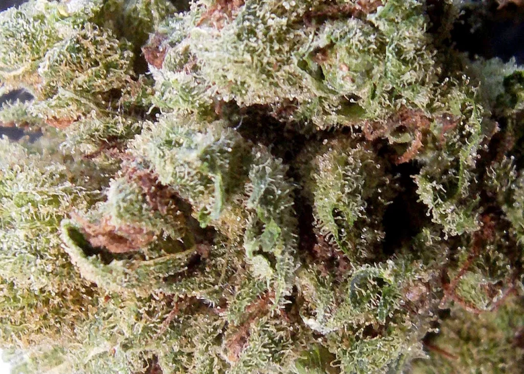 Germany Legalized the Recreational Use of Cannabis